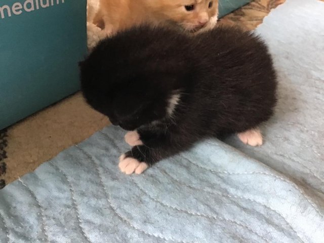 Preview of the first image of Three beautiful baby kittens.