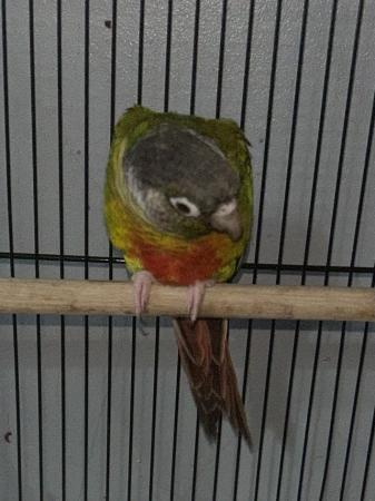 Image 6 of DNA proved Female Green cheek conure for sale