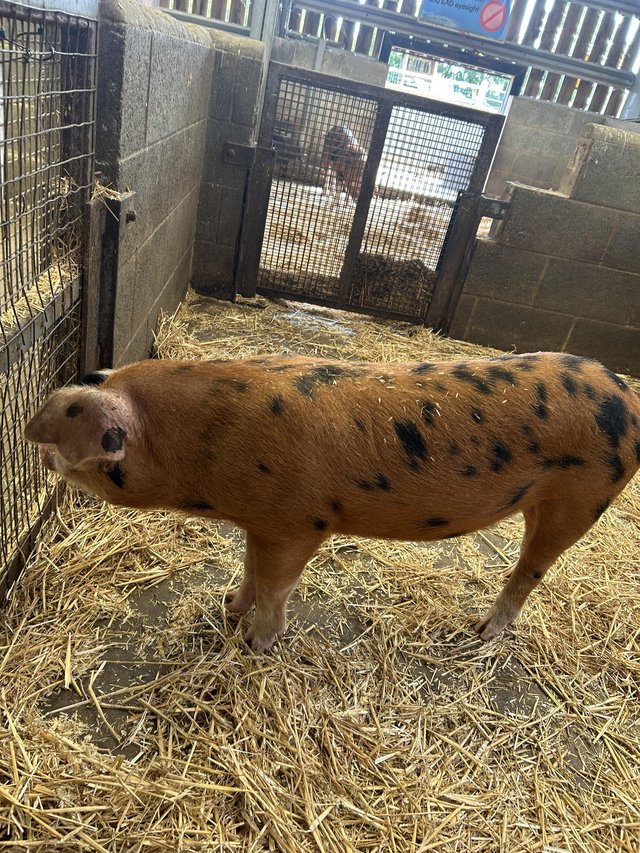 4 month old Oxford sandy and black pigs — photo 3 of 3