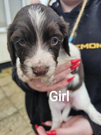 Image 3 of Sprocker puppies for sale 1 girl left