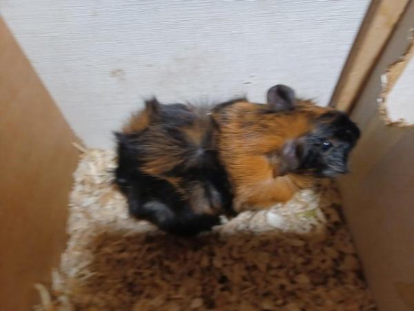 Image 3 of Baby guinea-pigs (Abyssinian and Teddy's)