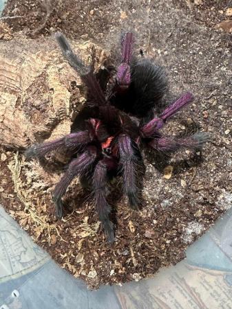 Image 4 of Tarantulas for sale - see sp available