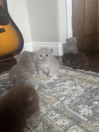 Image 3 of Exceptional litter of British Shorthair Kittens