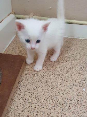 Image 4 of White male kitten, rare eyes