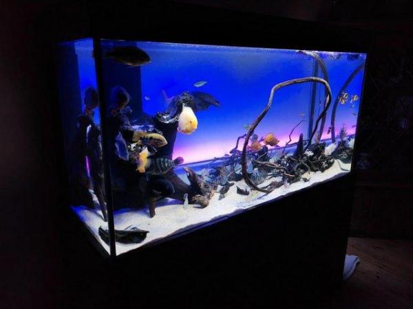 Image 2 of 5ft Aquarium - tall and with sump - with cichlids