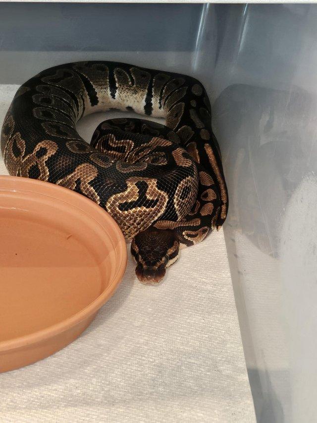Preview of the first image of Ball python/Royal python het pied female.