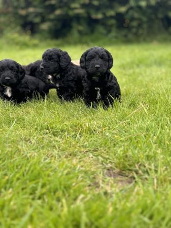 Image 3 of 7 Cockapoo puppy’s be ready on the 4th July