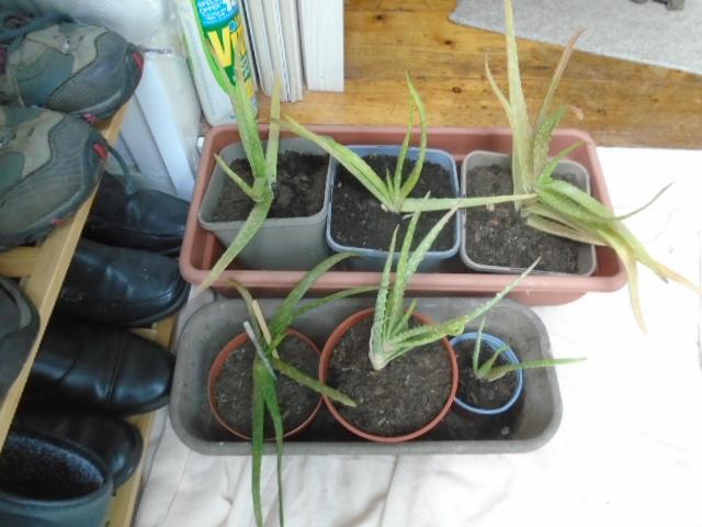 Preview of the first image of Aloe vera plants, various sizes.