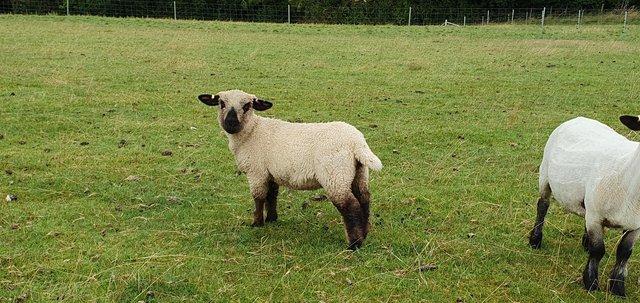 Preview of the first image of Pedigree Hampshire Down ewe lamb's born March 23.