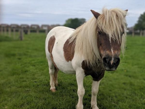 Image 2 of 17 yr Shetland Pony - Loving Retirement Home Needed