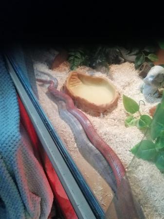 Image 4 of Pied sided bloodred corn snake for sale
