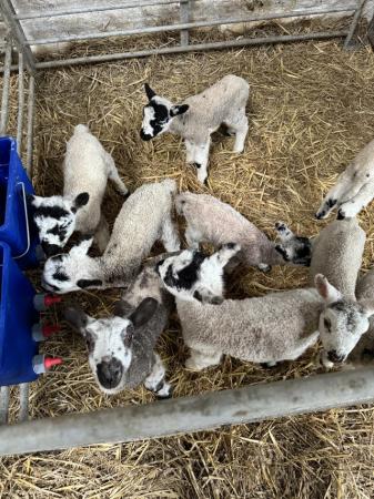 Image 3 of Pet Lambs for sale Males & Females