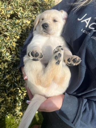 Image 7 of Gorgeous Chunky Labrador x Golden Retriever Puppies