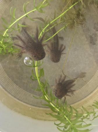 Image 4 of Axolotl babies for sale Evesham