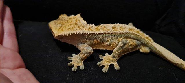 Image 2 of Male harlequin crested gecko + setup