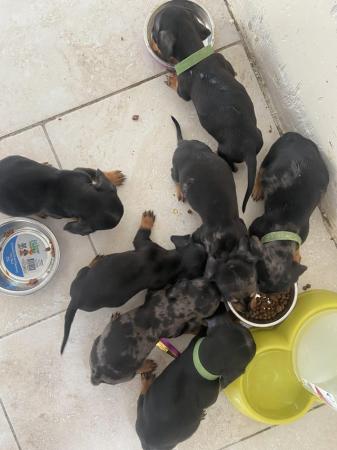 Image 1 of Dachshund puppies dapple and black tan miniature