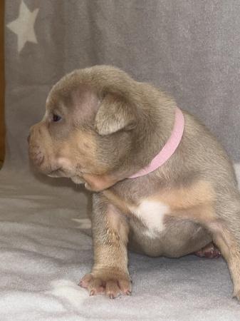 Image 11 of Pocket bully puppies for sale abkc registered