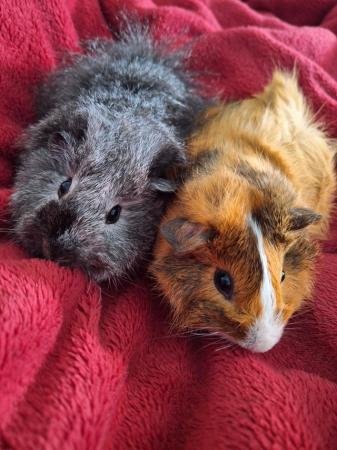 Image 1 of 2 Male Guinea pigs with double cage
