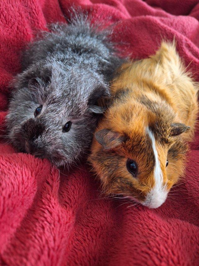 Preview of the first image of 2 Male Guinea pigs with double cage.