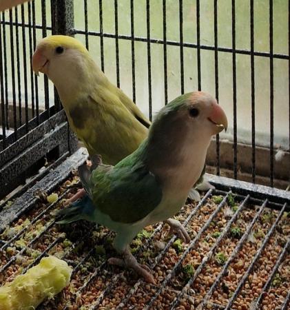 Image 6 of Aviary birds for sale kent