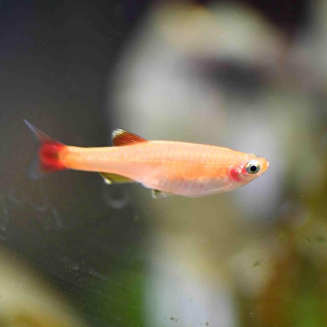 Preview of the first image of 10 Gold Whitecloud Mountain Minnows homebred.