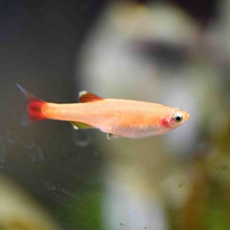 Image 1 of 10 Gold Whitecloud Mountain Minnows homebred