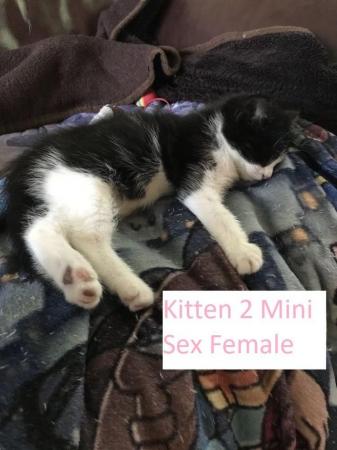 Image 7 of Kittens Mixed Manchester £40 - 120
