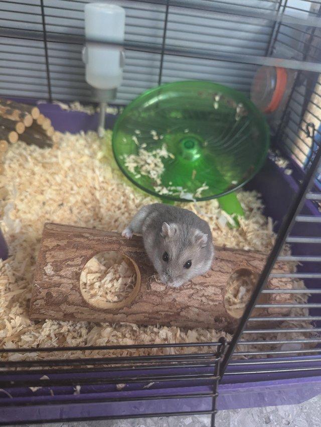 hamster cages Pets For Sale Preloved