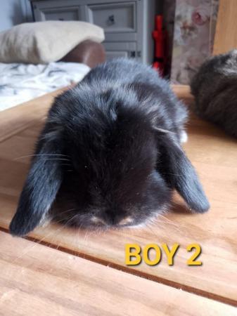 Image 2 of Stunning mini lop babies LAST GIRL AVAILABLE