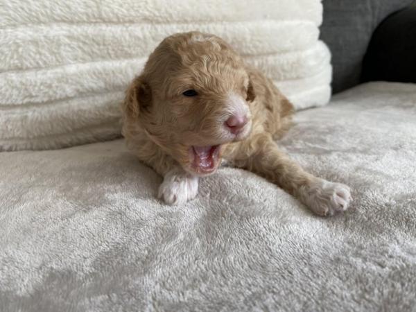Image 7 of Gorgeous Coloured Toy Poodle Puppies For Sale