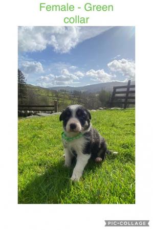 Image 8 of 7 border collie puppies for sale.will be microchiped