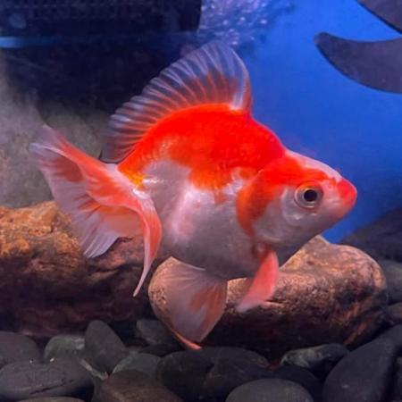 Image 8 of FANCY GOLDFISH - LOTS TOO CHOOSE FROM