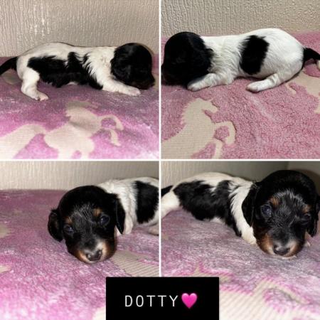 Image 2 of LONG HAIRED PIEBALD MINIATURE DACHSHUNDS