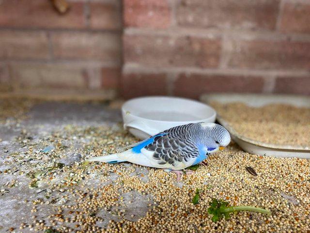 Preview of the first image of Unwanted or wanting to re-home your budgies please.
