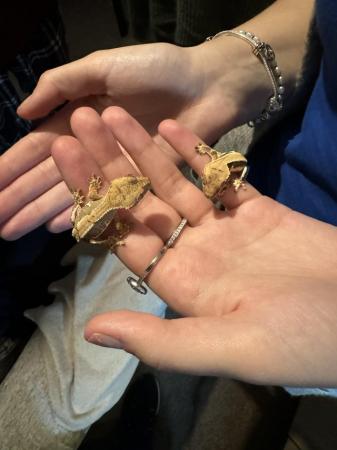 Image 6 of Lily white crested geckos for sale