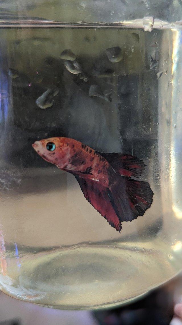 Preview of the first image of Male koi/galaxy betta fish £8 each.
