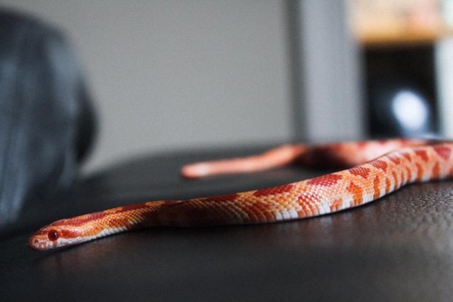 Preview of the first image of Jonathan the blind albino amel snake.