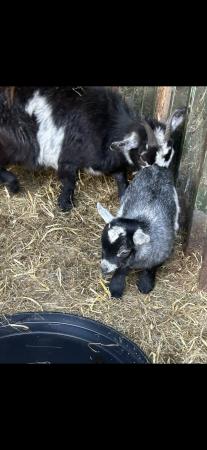 Image 1 of Friendly Pygmy goat kids ready soon