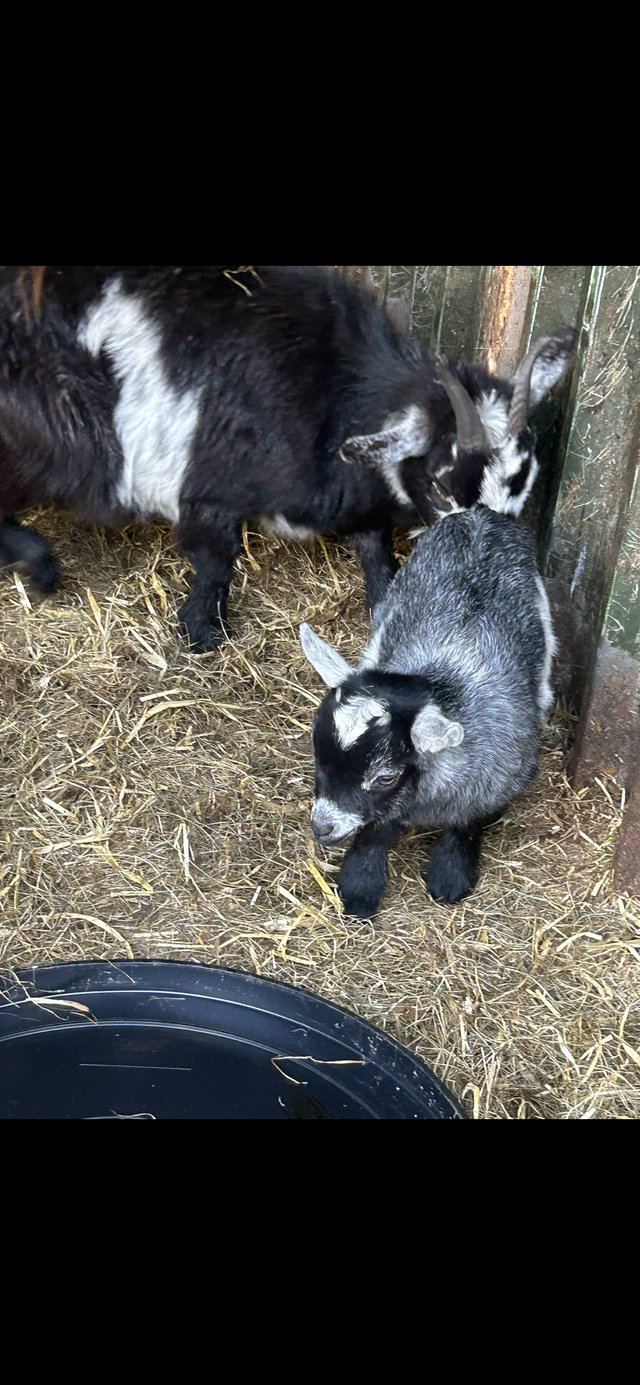 Preview of the first image of Friendly Pygmy goat kids ready soon.