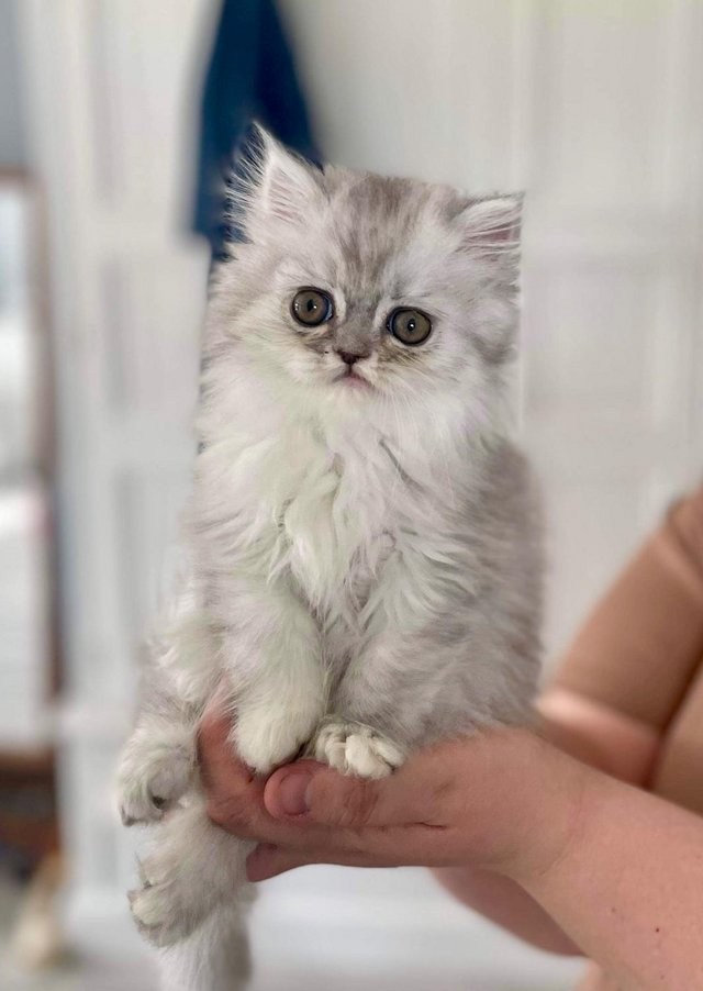 Preview of the first image of *Last Girl’ Beautiful flat faced Persian Kittens PKD Neg.
