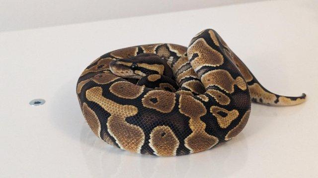 Image 2 of 2023 Male Special Ball Python