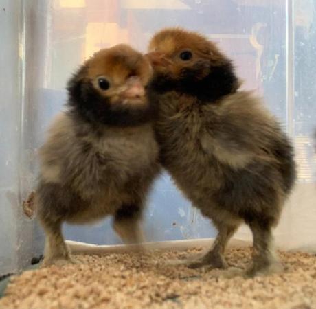 Image 3 of 3 Pavlovskya chicks - unrelated parents