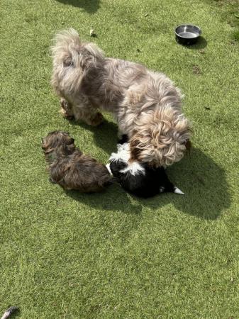 Image 6 of 1 x Shih Tzu Puppy for sale