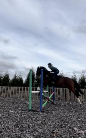 Image 3 of Trigger 16.1hh 14 year old TB gelding