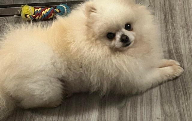 Image 2 of Very Long coat white tiny Russian teddy type Pomeranian fema