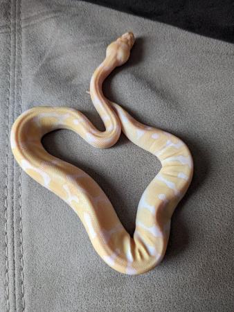 Image 3 of Enchi albino royal python