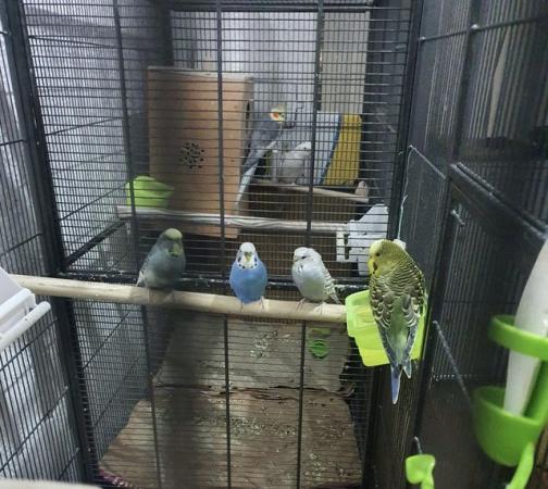 Image 2 of 2 pairs of Budgies for sale
