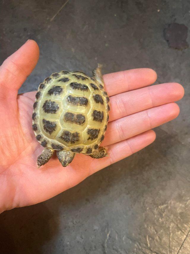 Preview of the first image of Baby Horsefield tortoises wow stunning.