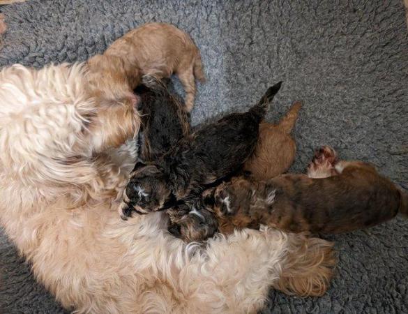 Image 2 of Gorgeous F1B Cockapoo puppies for sale (only 1 left)