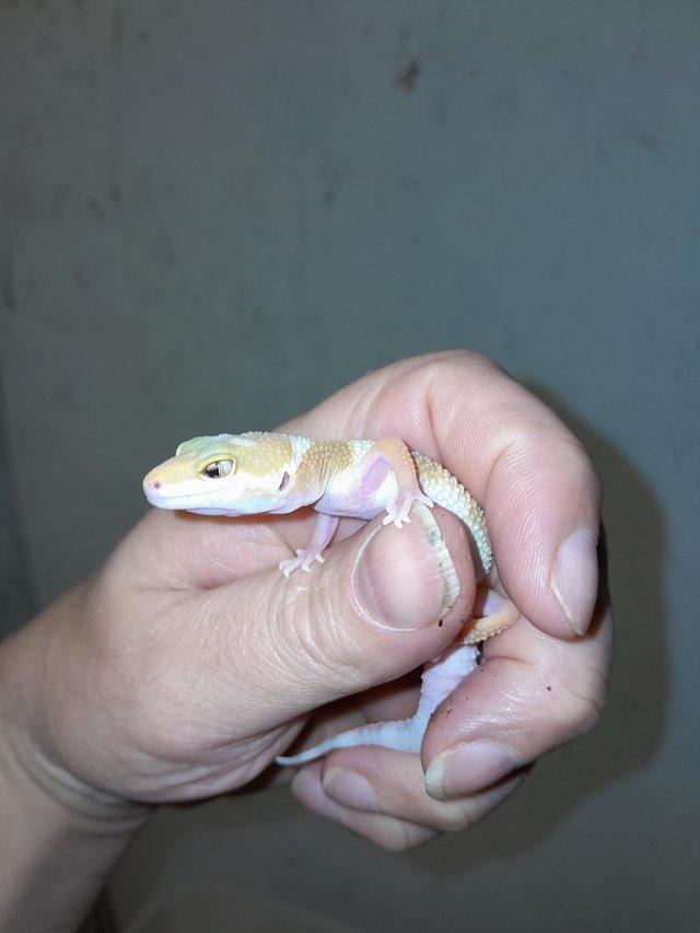 Preview of the first image of 8 week old leopard geckos with giant gene.